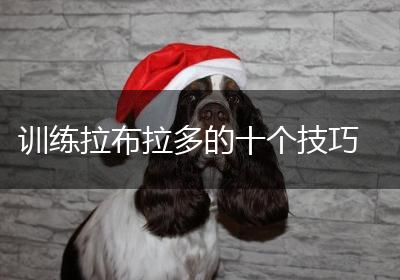 训练拉布拉多的十个技巧