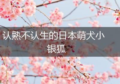 认熟不认生的日本萌犬小银狐