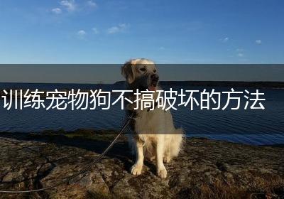 训练宠物狗不搞破坏的方法