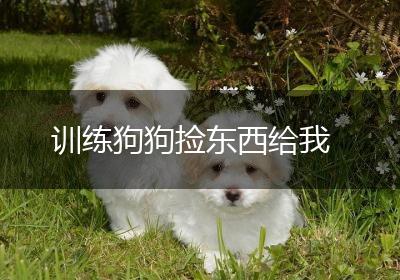 训练狗狗捡东西给我
