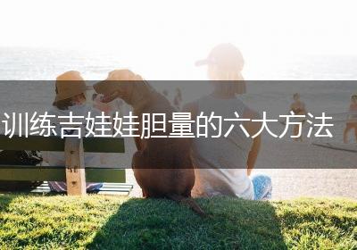 训练吉娃娃胆量的六大方法