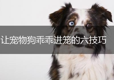 让宠物狗乖乖进笼的六技巧