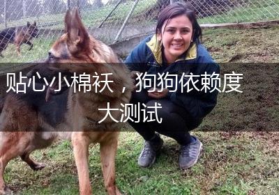 贴心小棉袄，狗狗依赖度大测试