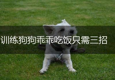 训练狗狗乖乖吃饭只需三招