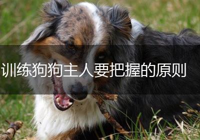 训练狗狗主人要把握的原则