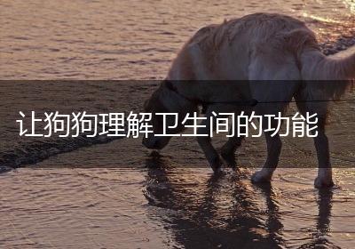 让狗狗理解卫生间的功能