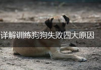 详解训练狗狗失败四大原因