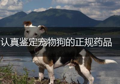 认真鉴定宠物狗的正规药品