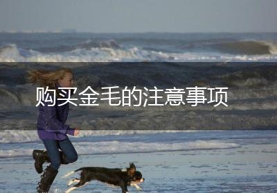 购买金毛的注意事项
