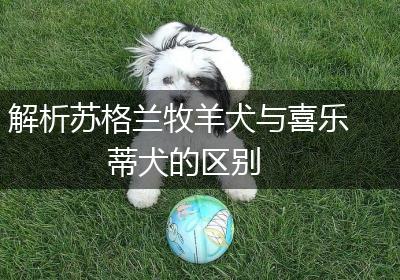 解析苏格兰牧羊犬与喜乐蒂犬的区别