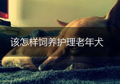 该怎样饲养护理老年犬