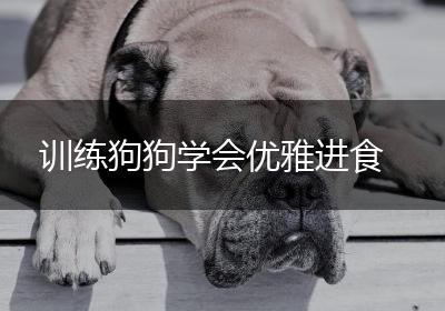 训练狗狗学会优雅进食