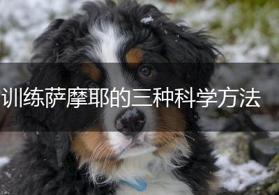 训练萨摩耶的三种科学方法