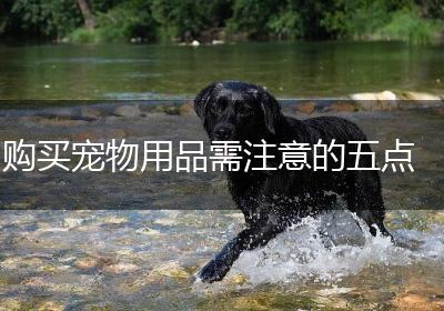 购买宠物用品需注意的五点