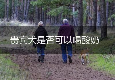 贵宾犬是否可以喝酸奶