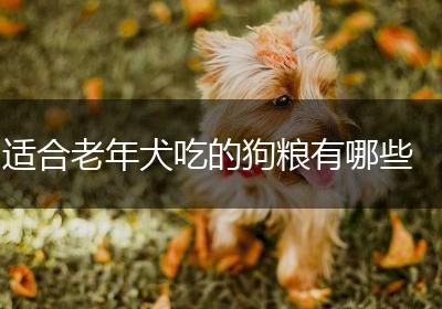 适合老年犬吃的狗粮有哪些