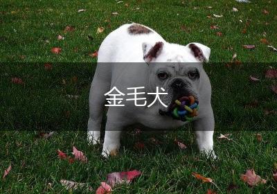 金毛犬