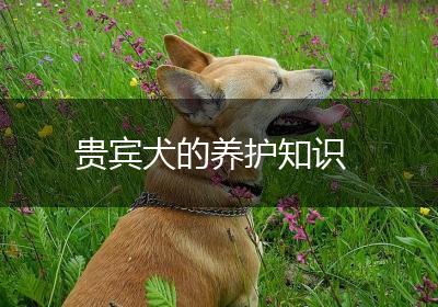贵宾犬的养护知识