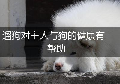 遛狗对主人与狗的健康有帮助