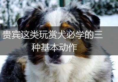 贵宾这类玩赏犬必学的三种基本动作
