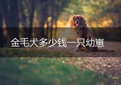 金毛犬多少钱一只幼崽
