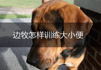 边牧怎样训练大小便