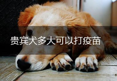 贵宾犬多大可以打疫苗