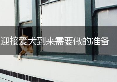 迎接爱犬到来需要做的准备