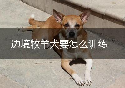 边境牧羊犬要怎么训练