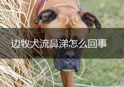 边牧犬流鼻涕怎么回事