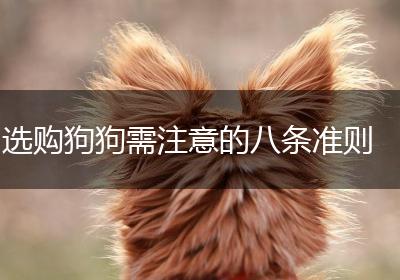 选购狗狗需注意的八条准则
