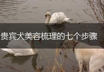 贵宾犬美容梳理的七个步骤