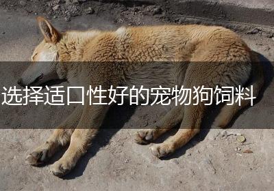 选择适口性好的宠物狗饲料
