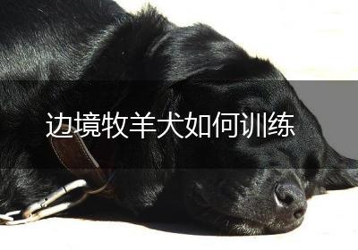 边境牧羊犬如何训练