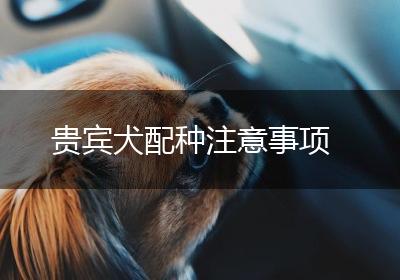 贵宾犬配种注意事项