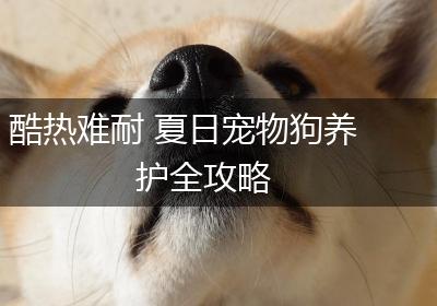 酷热难耐 夏日宠物狗养护全攻略
