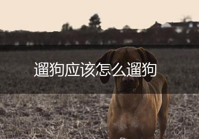 遛狗应该怎么遛狗