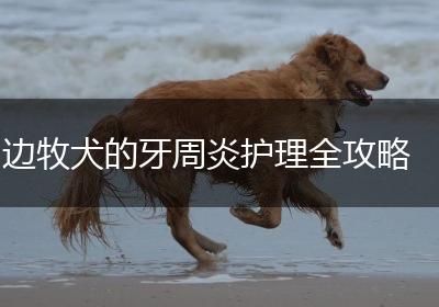 边牧犬的牙周炎护理全攻略