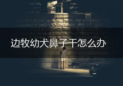 边牧幼犬鼻子干怎么办