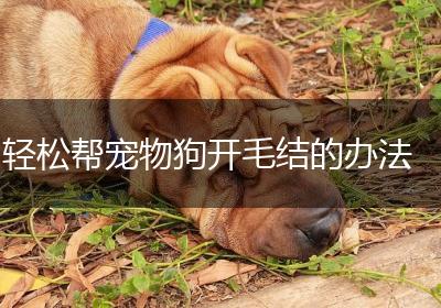 轻松帮宠物狗开毛结的办法