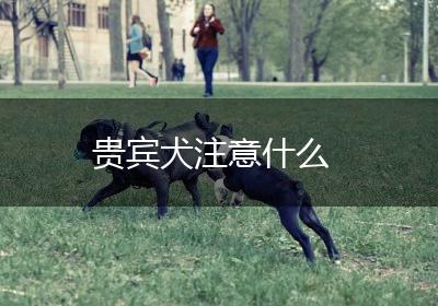 贵宾犬注意什么