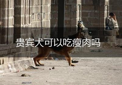 贵宾犬可以吃瘦肉吗