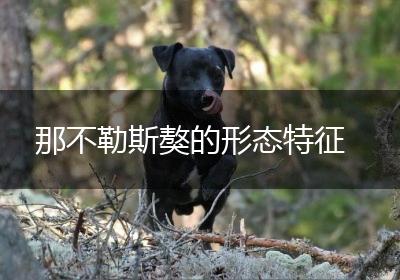 那不勒斯獒的形态特征