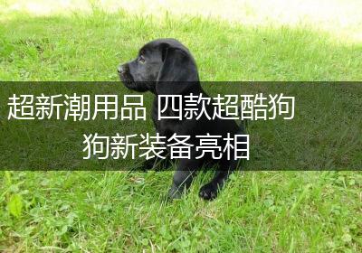 超新潮用品 四款超酷狗狗新装备亮相