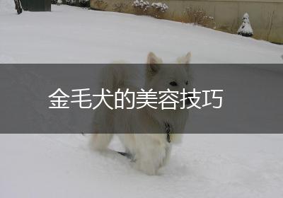 金毛犬的美容技巧