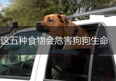 这五种食物会危害狗狗生命