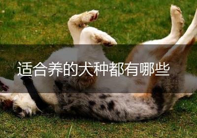 适合养的犬种都有哪些