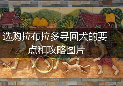 选购拉布拉多寻回犬的要点和攻略图片