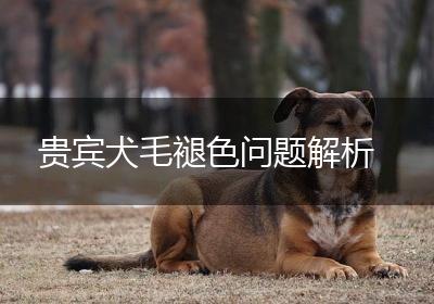 贵宾犬毛褪色问题解析