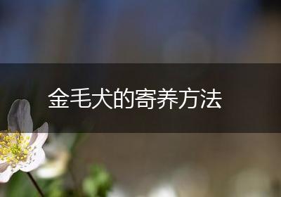 金毛犬的寄养方法